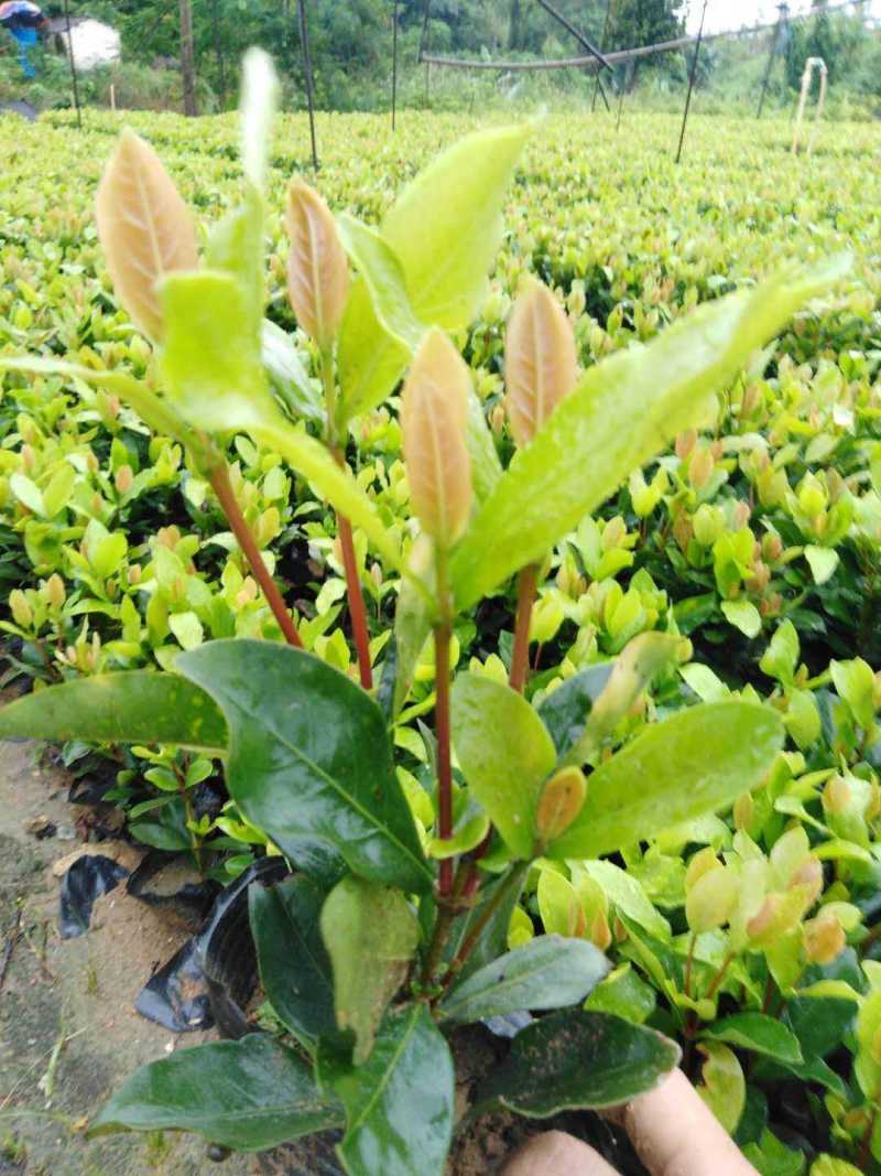 龙船花小苗规格齐全大量现货批发零售
