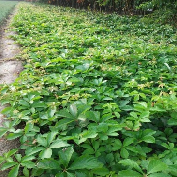 爬山虎五叶地锦带泥浆杯苗量大30公分-50公分