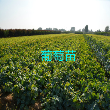 葡萄苗阳光玫瑰葡萄苗蓝宝石品质保证大量现货
