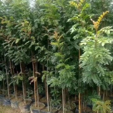 清香木精品红芽清香木树袋苗现货低价