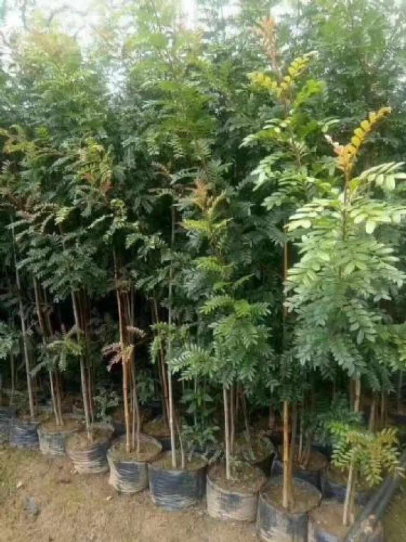 清香木精品红芽清香木树袋苗现货低价
