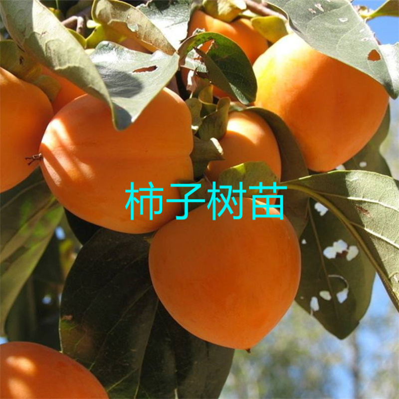 太秋柿子树苗脆甜软柿日本品种柿子苗产地直发