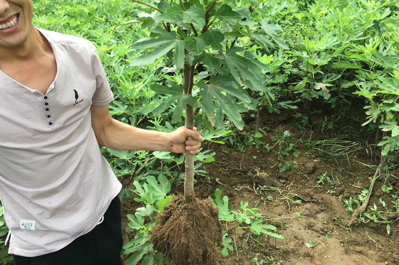 无花果树苗波姬红布兰瑞克金傲芬无花果苗品种纯正