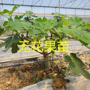 无花果树苗波姬红布兰瑞克金傲芬无花果苗品种纯正