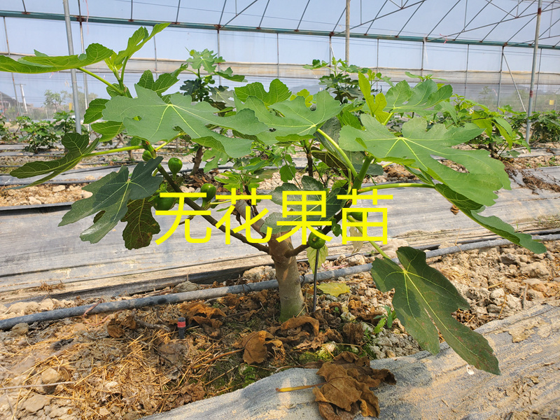 无花果树苗波姬红布兰瑞克金傲芬无花果苗品种纯正