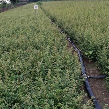 小丑火棘苗杯苗地苗金边火棘花边火棘优质品种