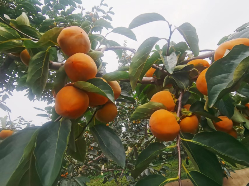 柿饼富平柿饼【富赐源】软糯香甜可口双红陶罐一件代发