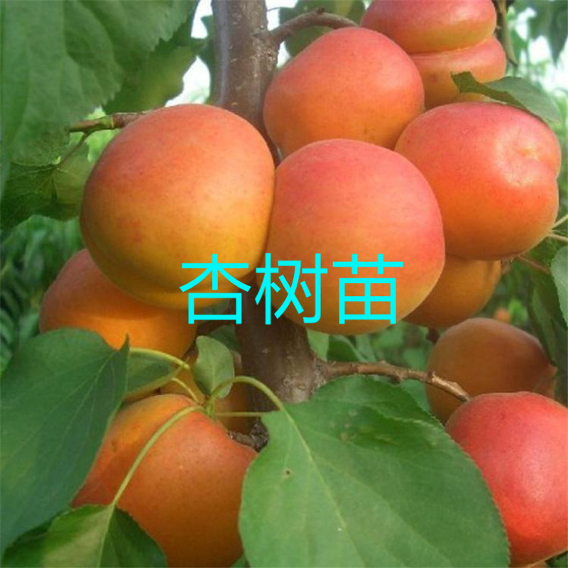 杏树苗嫁接苗现挖现卖苗木基地直发品种纯正