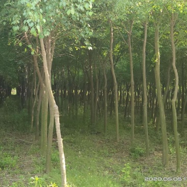 丝棉木苗现挖现卖基地直发低价规格齐全