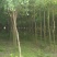 丝棉木苗现挖现卖基地直发低价规格齐全