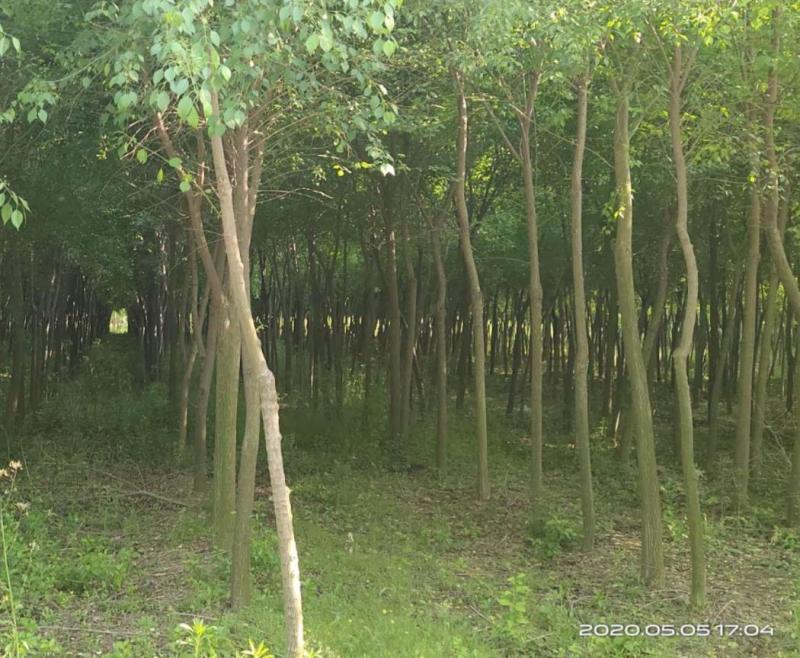 丝棉木苗现挖现卖基地直发低价规格齐全