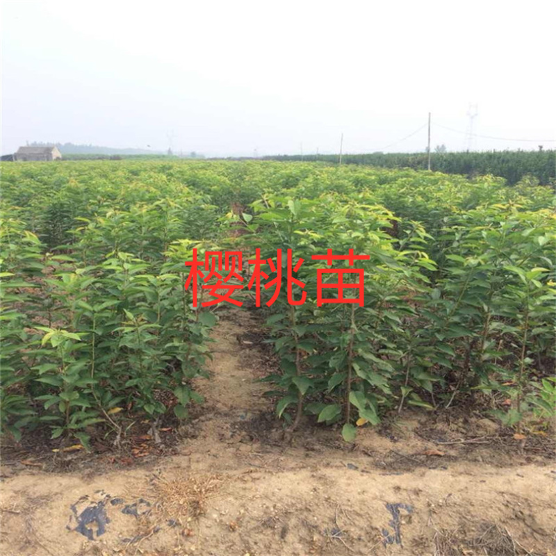 樱桃苗大量批发出售低价品种纯正批发