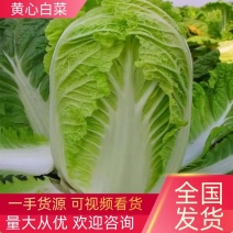 【白菜】潍坊黄心白菜大量上市可视频看货品质保证