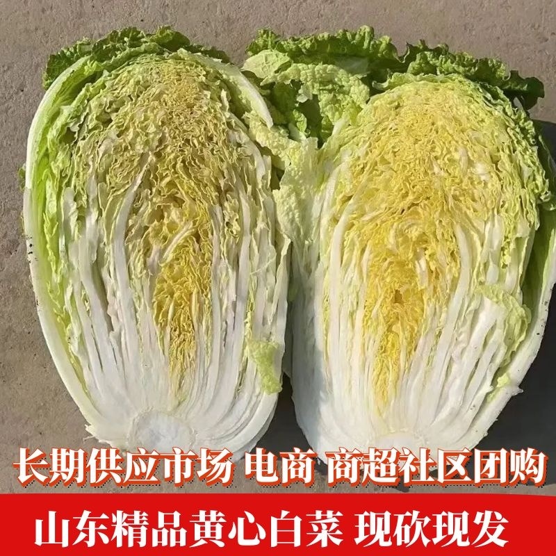 【好货】白菜山东黄心白菜产地现砍现发量大从优