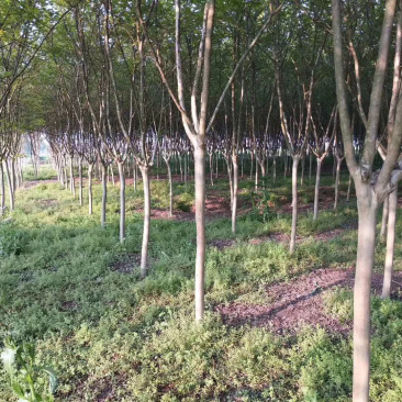紫薇苗高杆紫薇3公分5公分8公分12公分15公分