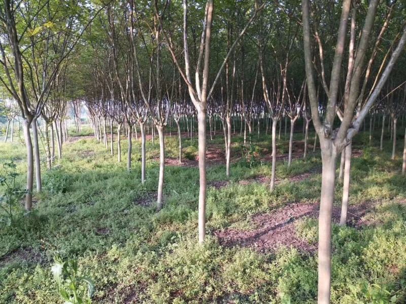 紫薇苗高杆紫薇3公分5公分8公分12公分15公分