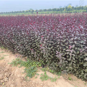 紫叶矮樱苗矮樱花大量批发出售优质苗低价