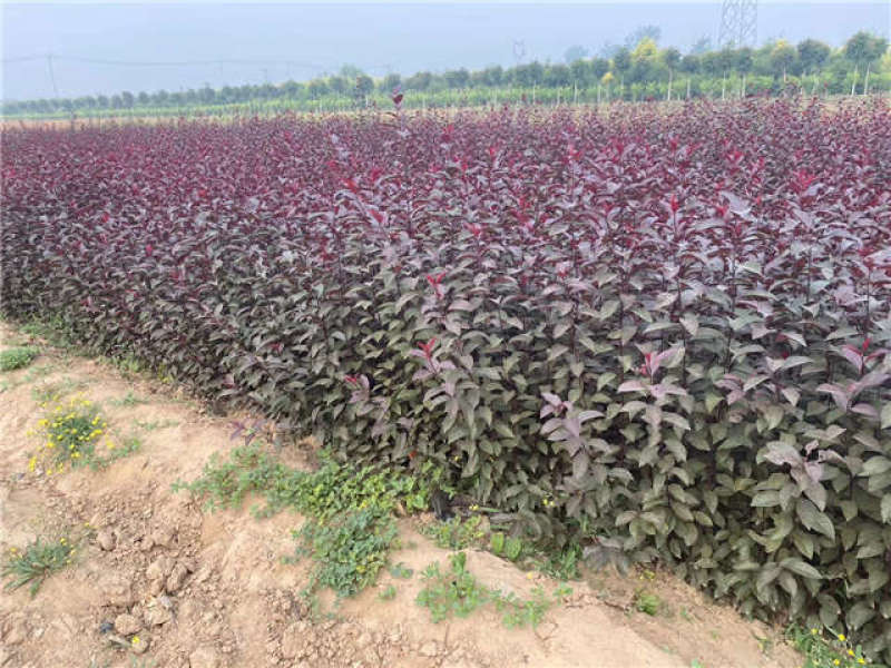 紫叶矮樱苗矮樱花大量批发出售优质苗低价
