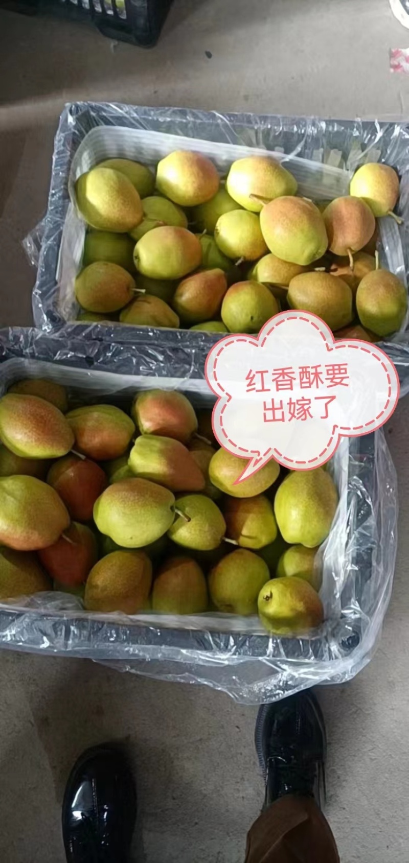 【推荐】红香酥梨口感好，价格实惠，欢迎各位老板前来采购