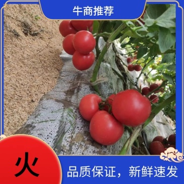 『荐』西红柿，瓜果货量充足欢迎各地老板前来采购