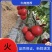 『荐』西红柿，瓜果货量充足欢迎各地老板前来采购