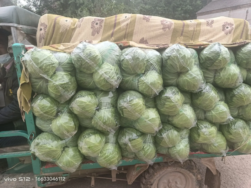 山东临沂精品甘蓝，基地发货，诚信经营，保质保量，价格美丽