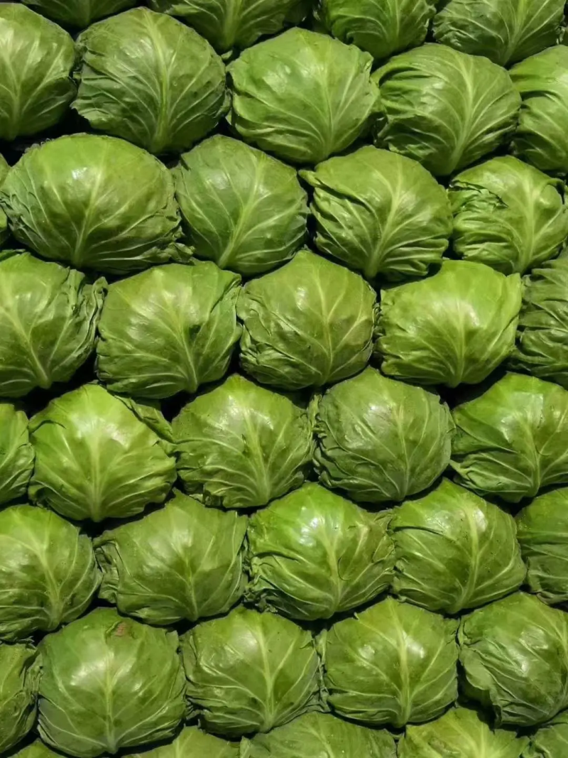 山东临沂精品甘蓝，基地发货，诚信经营，保质保量，价格美丽
