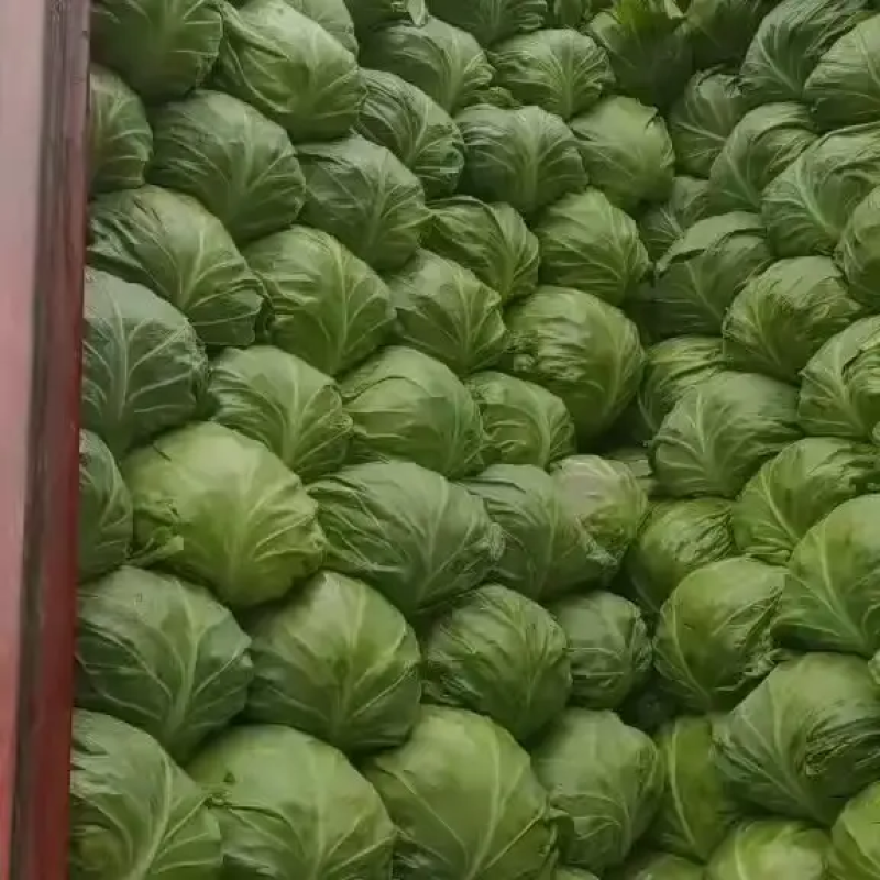 山东临沂精品甘蓝，基地发货，诚信经营，保质保量，价格美丽