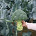 1709西兰花种子花蕾细腻中熟深绿色小米粒优质品种美观