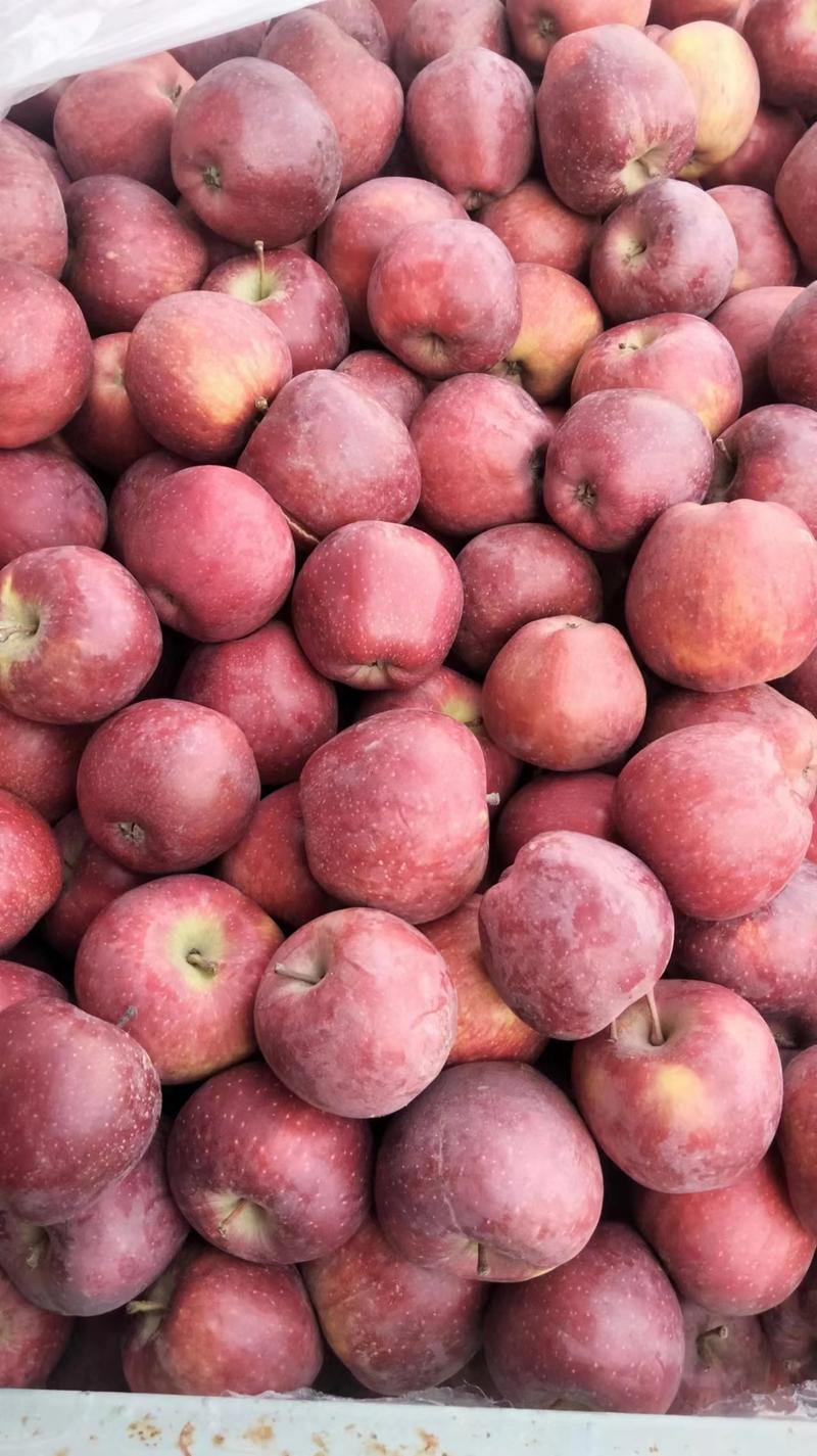 红富士苹果甘肃精品苹果产地直销苹果量大从优欢迎联系