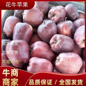 甘肃礼县精品花牛苹果大量上市