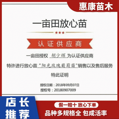 葡萄苗阳光玫瑰葡萄苗秋天清脆妮娜皇后阳光十三葡萄