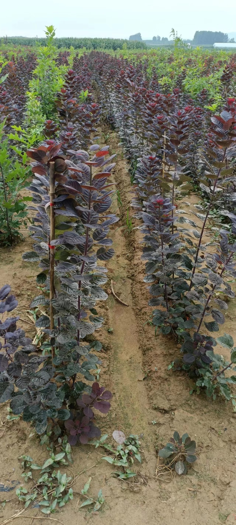 红栌美国红栌1----8公分各种规格大小苗