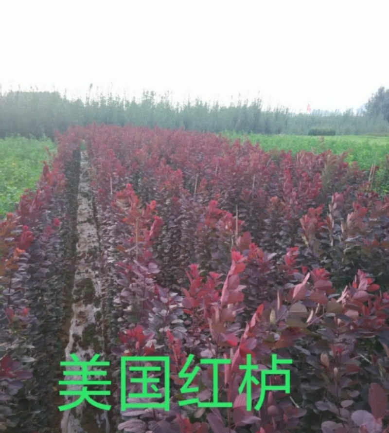红栌美国红栌1----8公分各种规格大小苗
