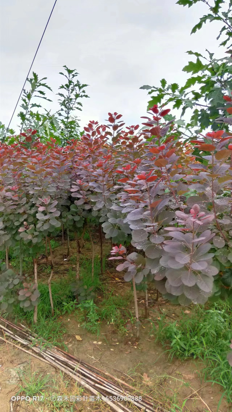 红栌美国红栌1----8公分各种规格大小苗