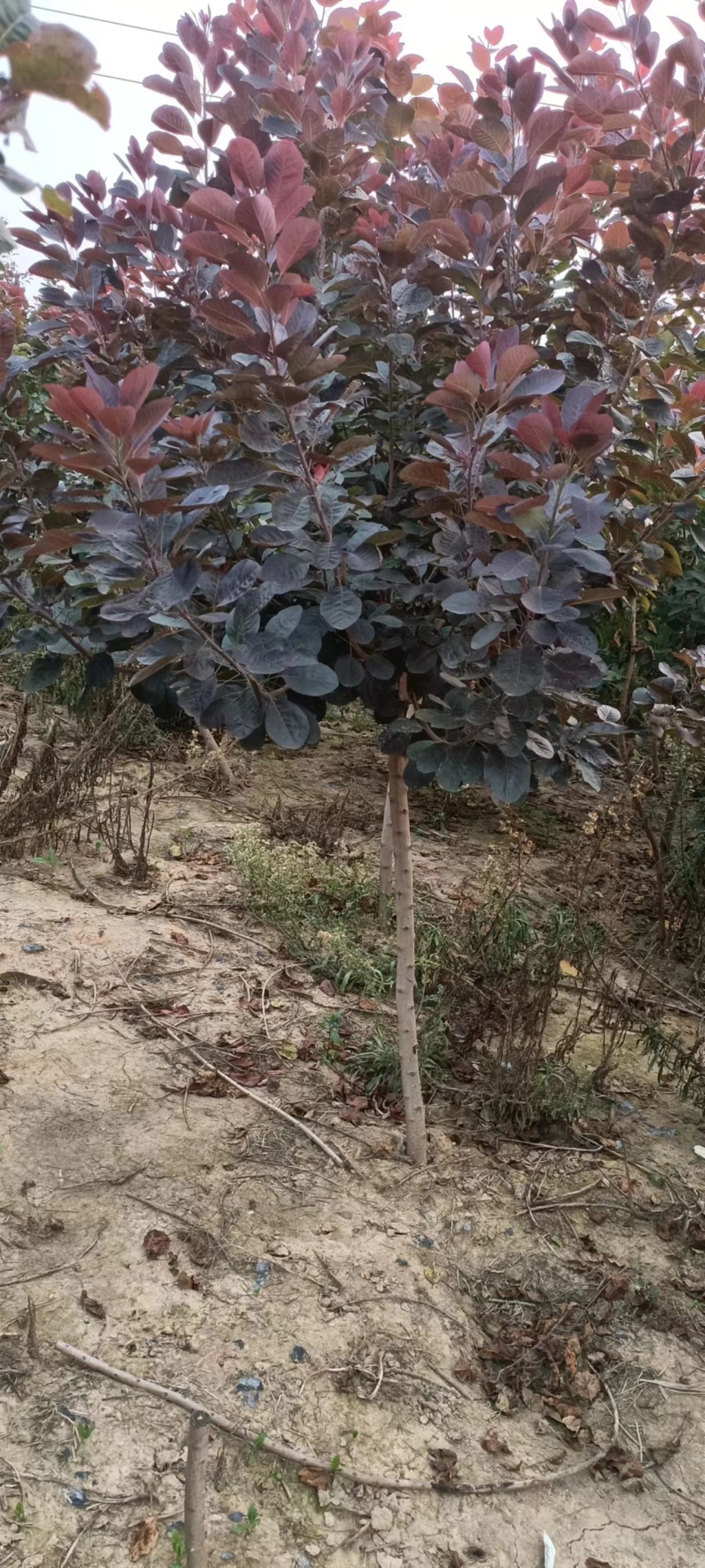 红栌美国红栌1----8公分各种规格大小苗