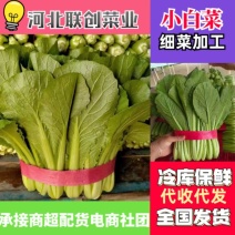 精品小白菜永年叶菜货源充足社区团购商超配车