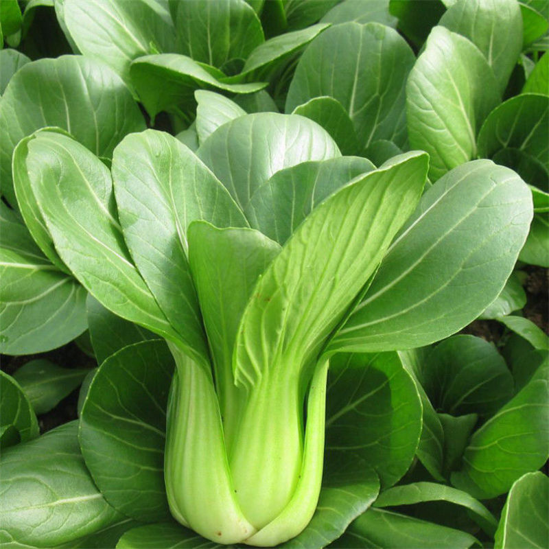 精品小油菜，大量有货，量大从优，一手货源
