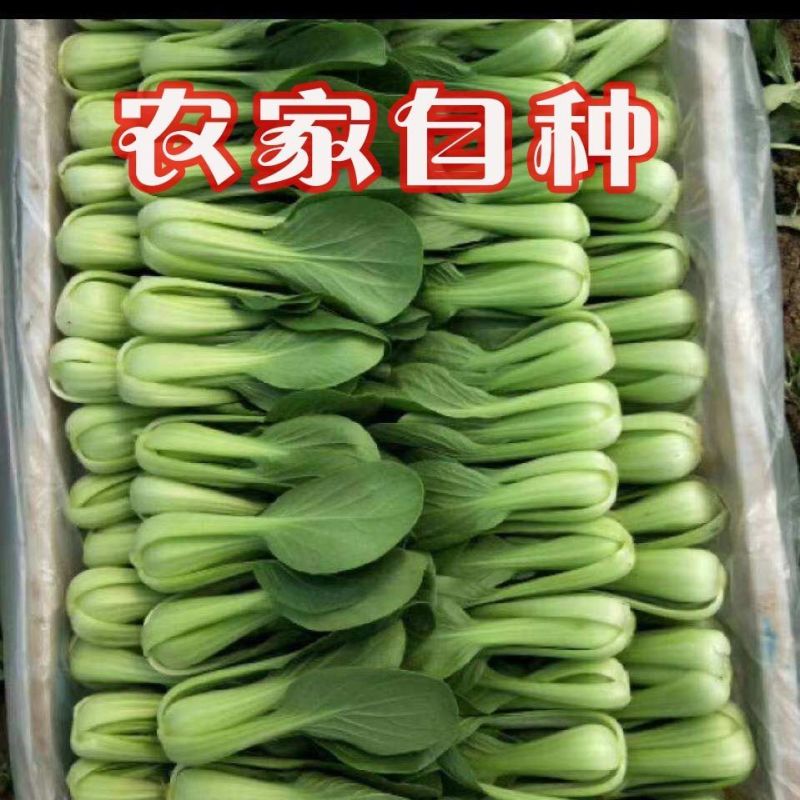 精品小油菜，大量有货，量大从优，一手货源
