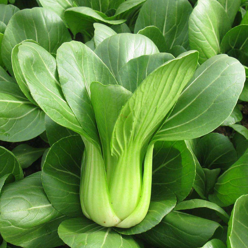 精品小油菜，大量有货，量大从优，一手货源