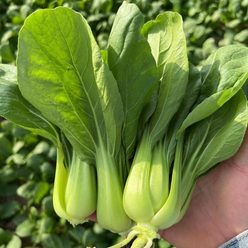 精品小油菜，大量有货，量大从优，一手货源