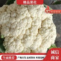 【实力】青梗白面有机花菜货源充足大量供应，量大从优