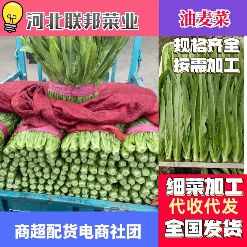 油麦菜小油麦菜永年蔬菜商超配车社区团购代收代发