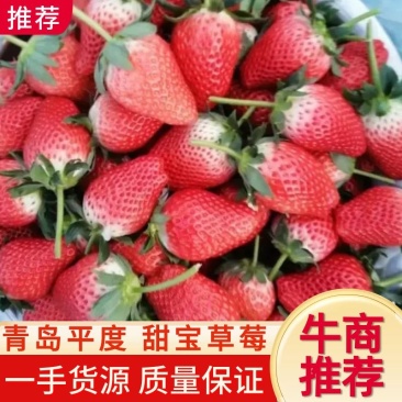 青岛甜宝草莓，量大质量好，对接全国各大市场，产地直发！
