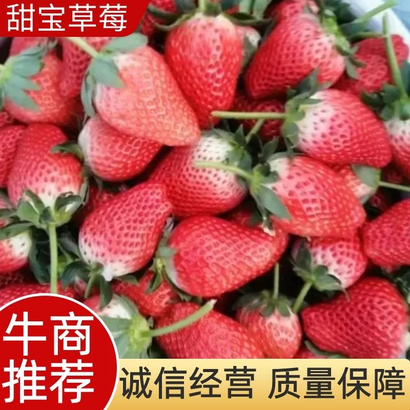 平度甜宝草莓新鲜上市可供全国商超市场团购批发欢迎联系