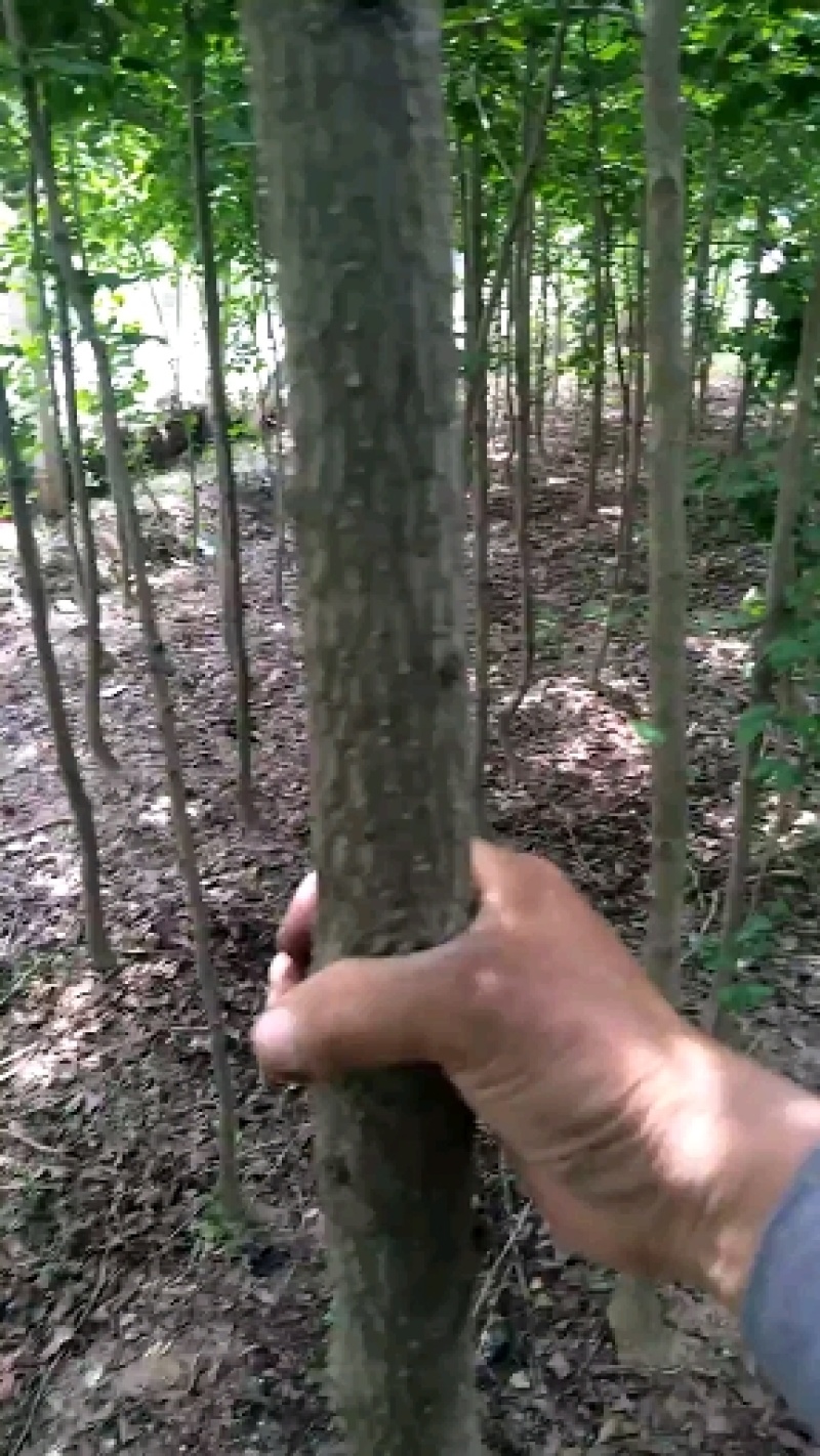 甘蔗育苗穴盘，黑皮甘蔗育苗穴盘。甘蔗苗穴盘，甘蔗专用穴盘