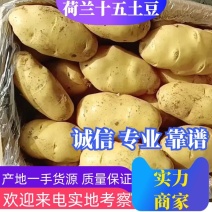 山东冷库储沃土，微七荷兰，规格齐全，