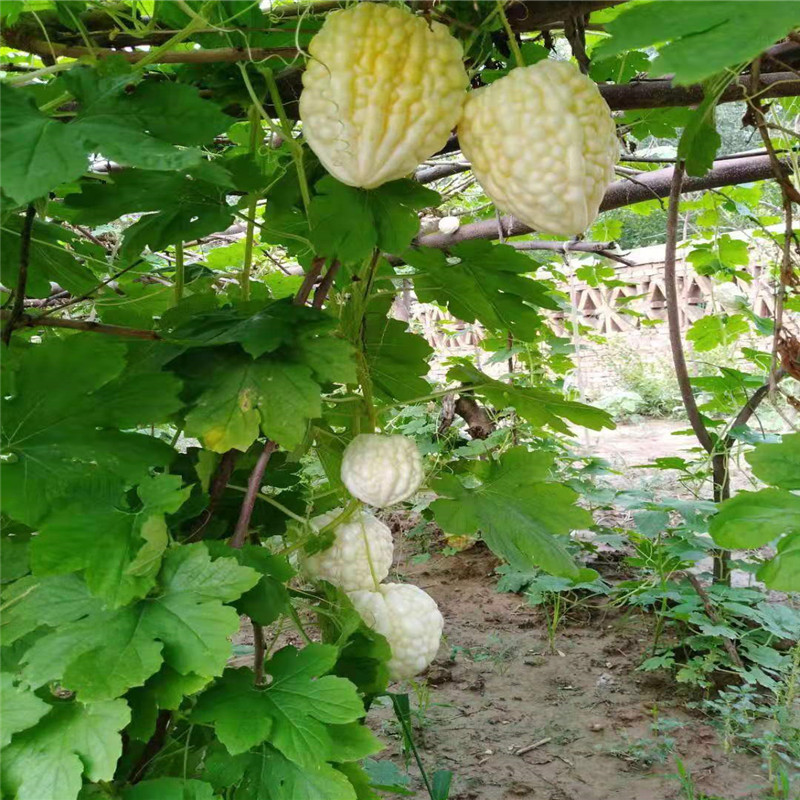 苹果苦瓜种子台湾生吃不苦甘甜水果白玉苦瓜水果种孑高产