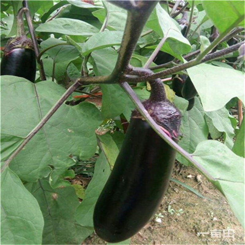 璐真长茄种子座果密紫茄子种子高产果色黑亮果硬耐贮运