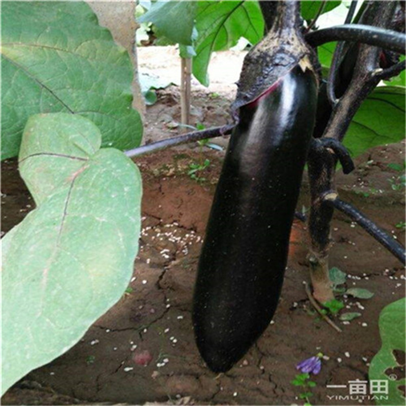 紫黑长茄种子天任冬棚四季茄子种子高产果美丰达长棒状